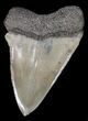 Fossil Mako Shark Tooth - Georgia #42269-1